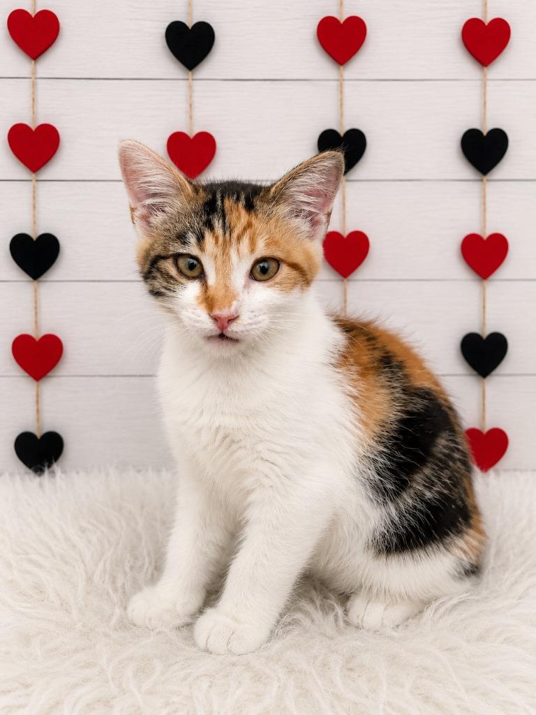 Dorothy, Adoptable, Kitten Female Domestic Short Hair.
