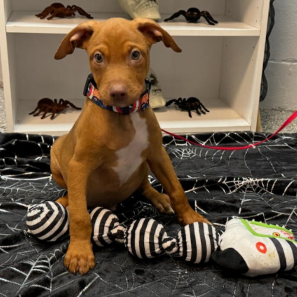 Rocket, Adoptable, Adult Male Doberman Pinscher & Mixed Breed.