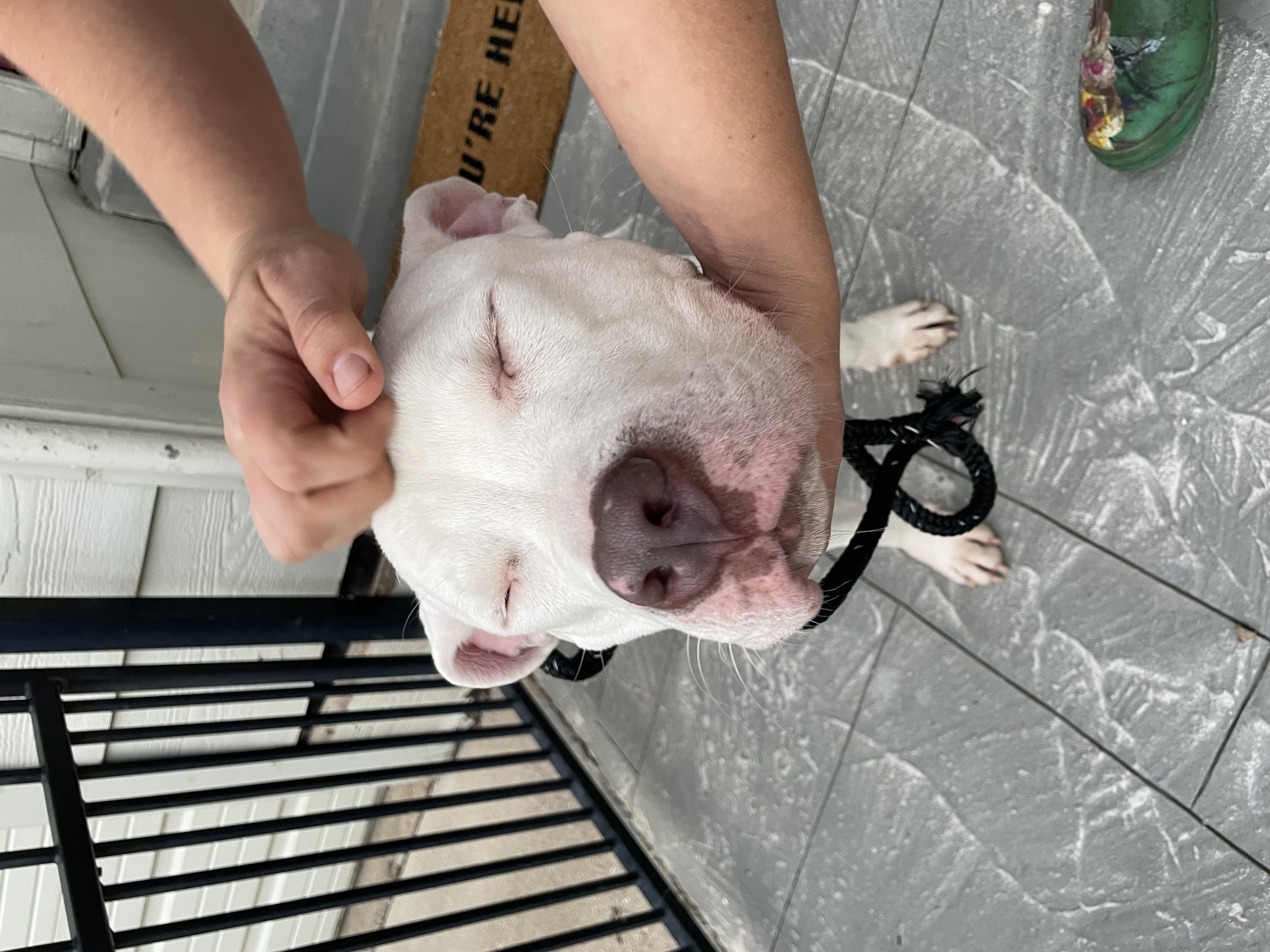 Enlarge Maverick, a Adoptable mixed breed in Fort Worth, TX image 4/6