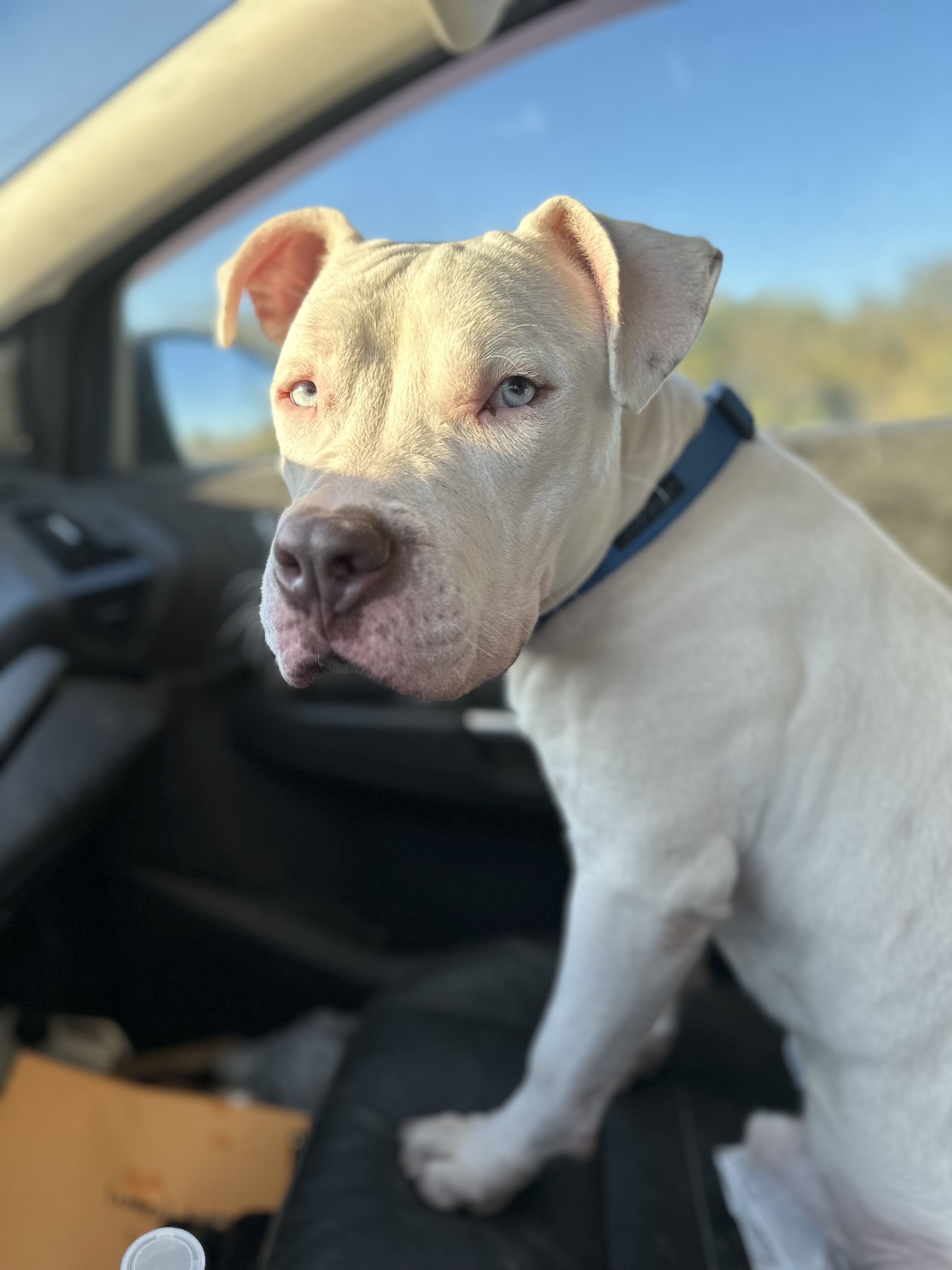 Enlarge Maverick, a Adoptable mixed breed in Fort Worth, TX image 2/6