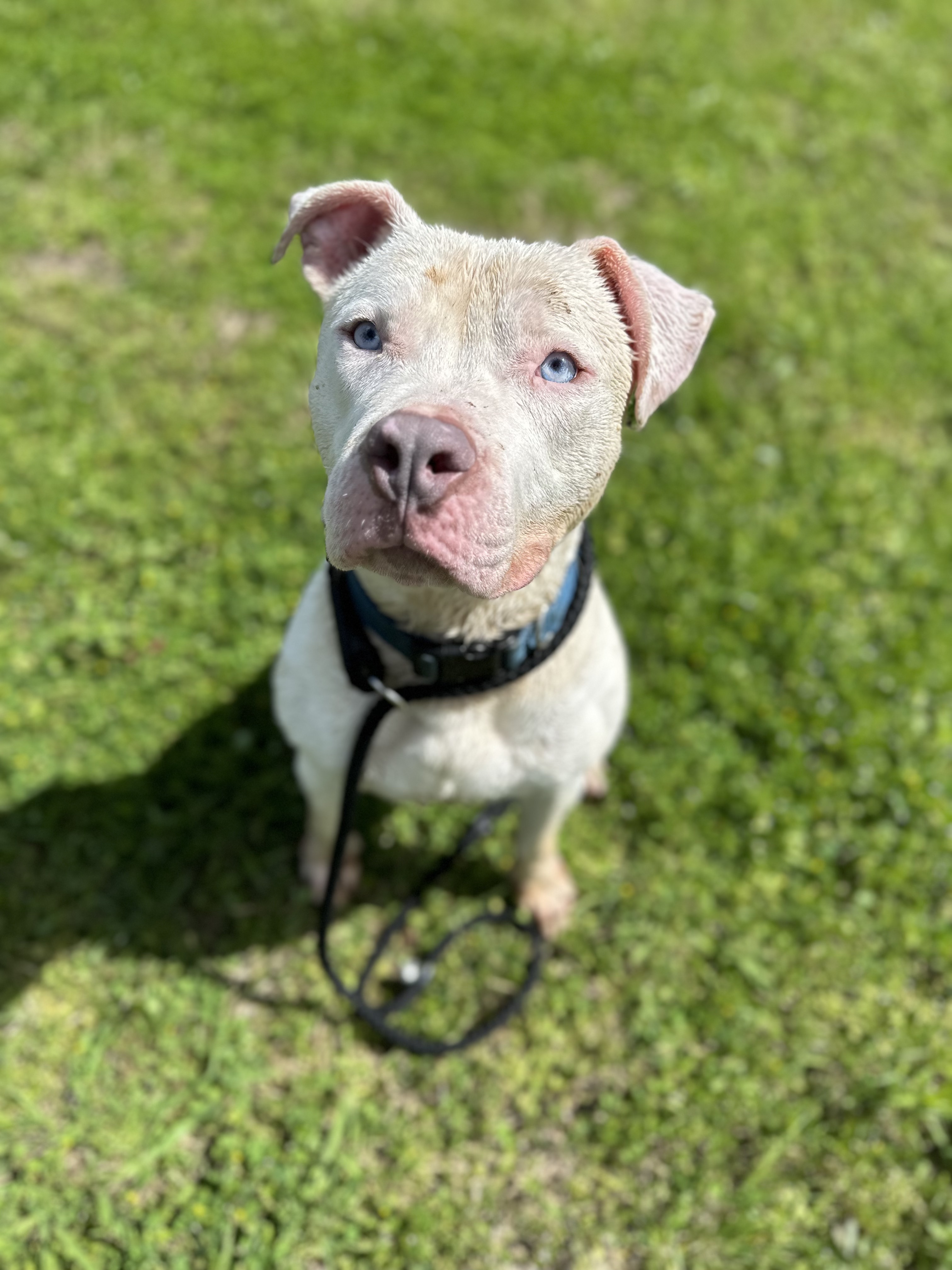 Enlarge Maverick, a Adoptable mixed breed in Fort Worth, TX image 5/6