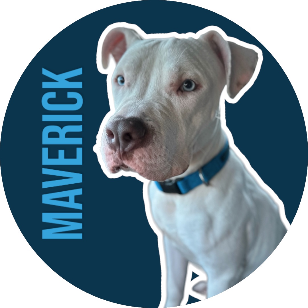 Enlarge Maverick, a Adoptable mixed breed in Fort Worth, TX image 1/6