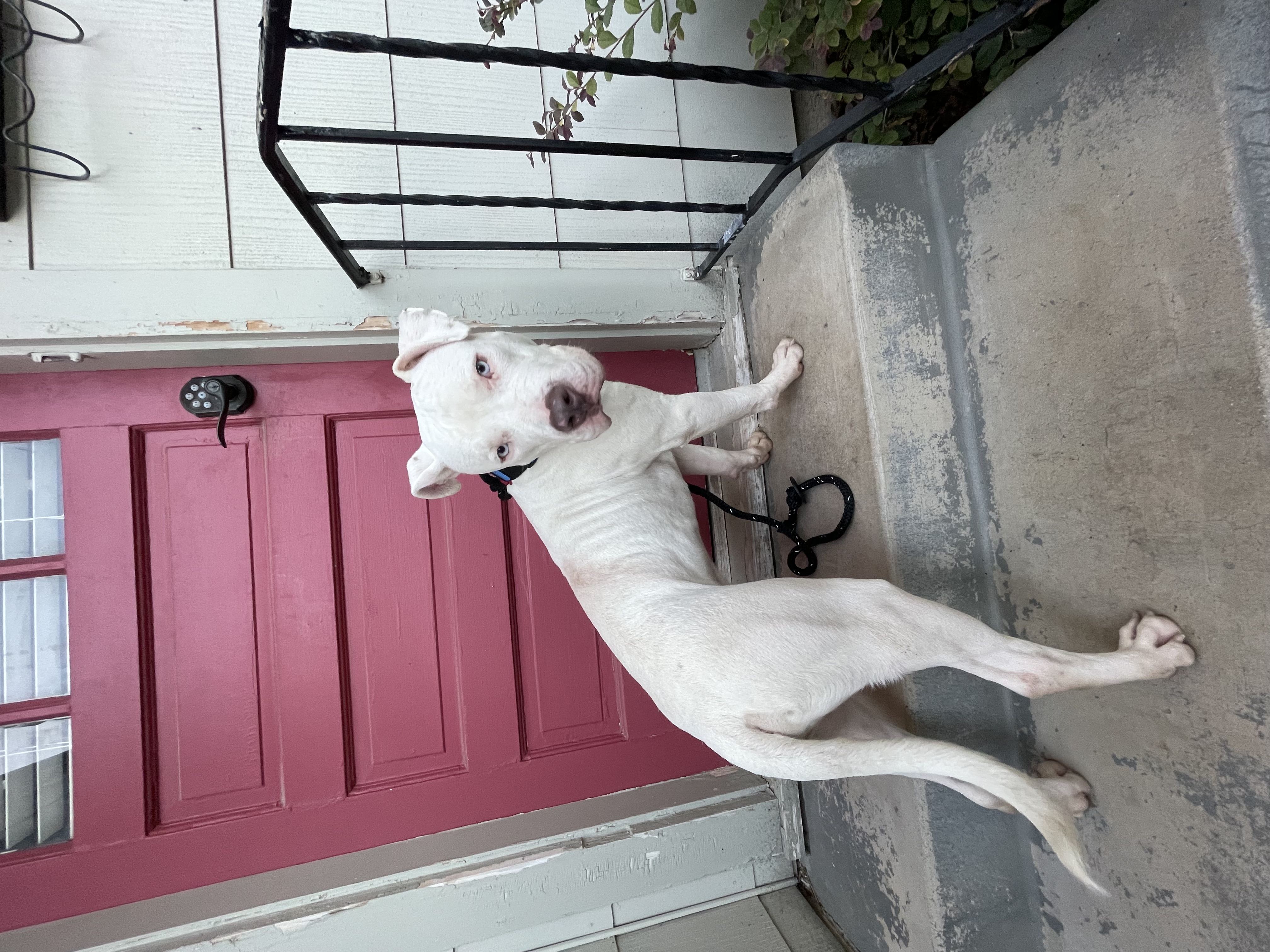 Enlarge Maverick, a Adoptable mixed breed in Fort Worth, TX image 6/6