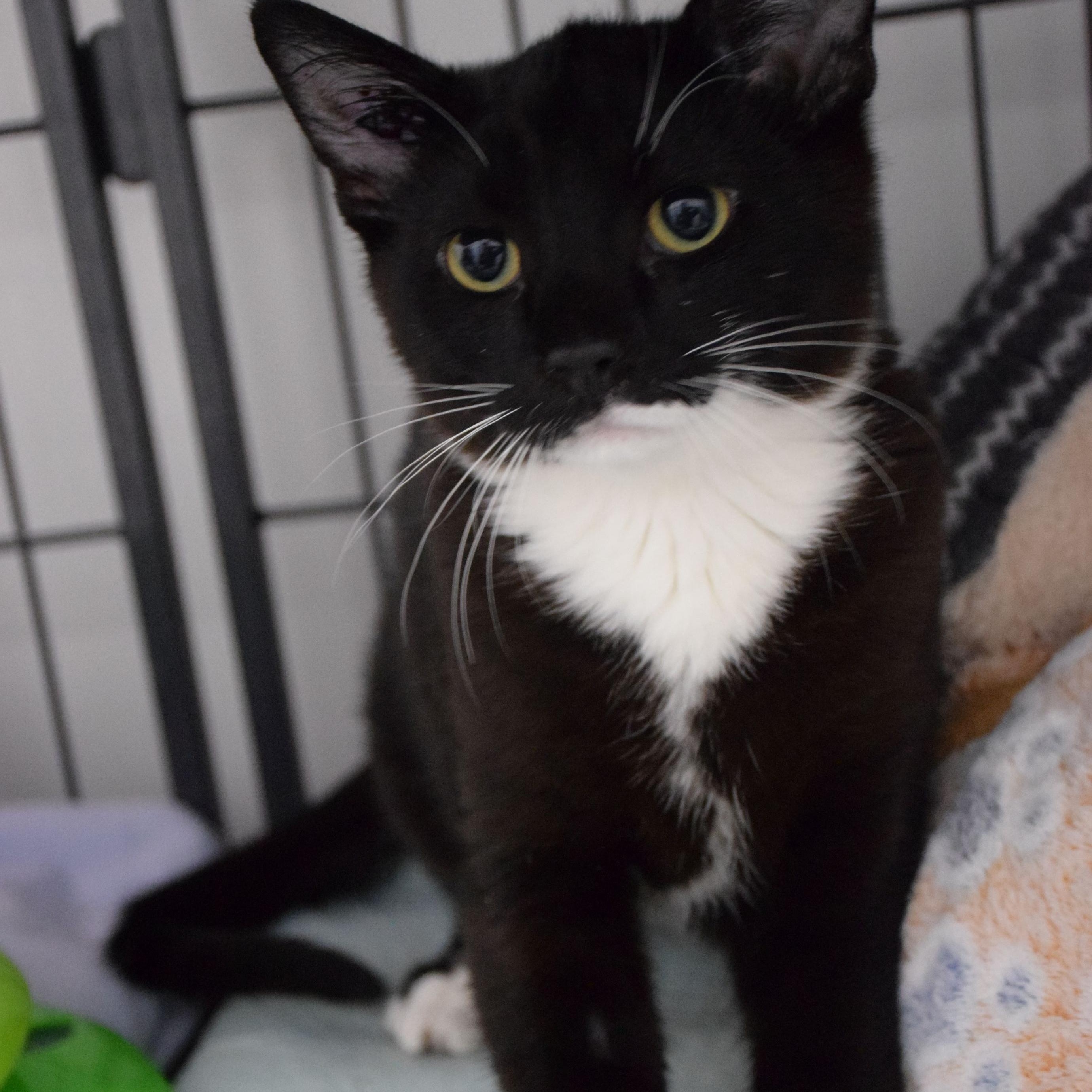 Enlarge Tracer, a ADOPTABLE Domestic Short Hair in Claresholm, AB image 1/1