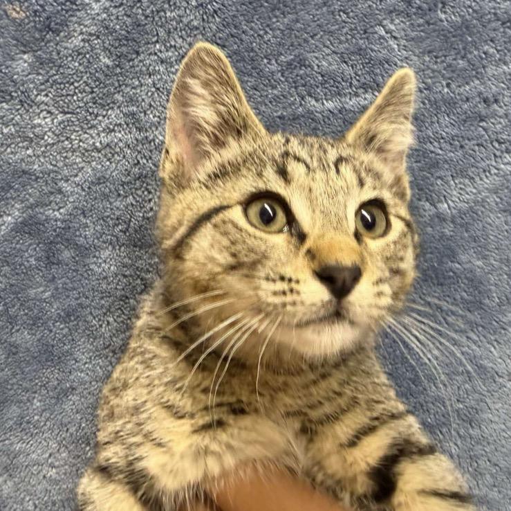 Stetson, Adoptable, Kitten Male Domestic Short Hair.