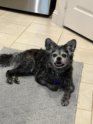 Enlarge Spartacus, a Adoptable mixed breed in Fort Worth, TX image 1/3