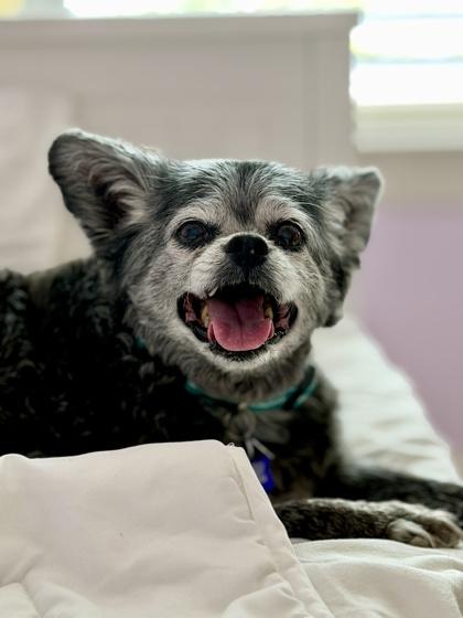 Enlarge Spartacus, a Adoptable mixed breed in Fort Worth, TX image 2/3