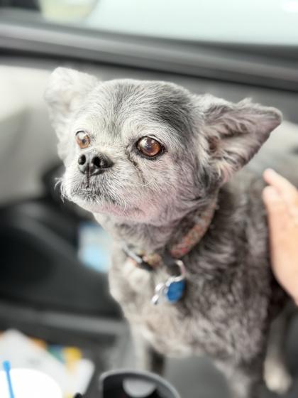 Enlarge Spartacus, a Adoptable mixed breed in Fort Worth, TX image 3/3