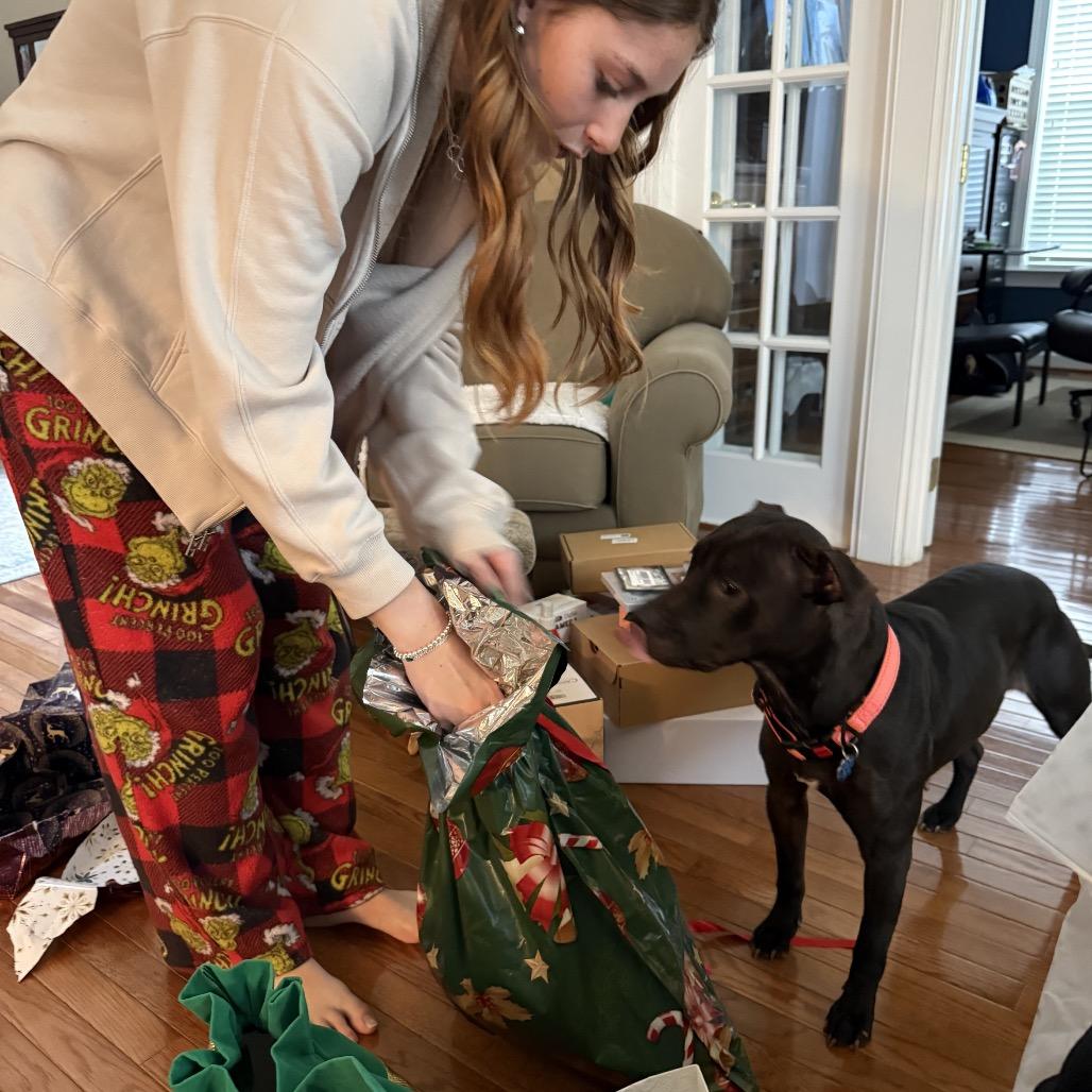 Enlarge Suki, a Adoptable Pit Bull Terrier in Washington, DC image 1/5