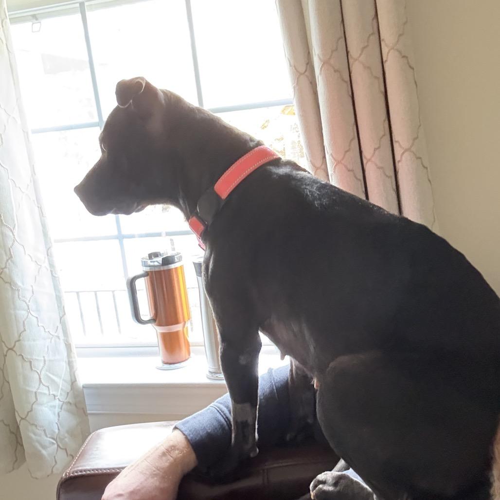 Enlarge Suki, a Adoptable Pit Bull Terrier in Washington, DC image 2/5