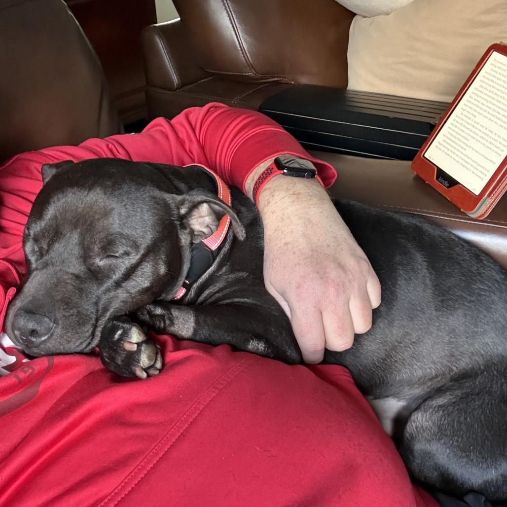 Enlarge Suki, a Adoptable Pit Bull Terrier in Washington, DC image 3/5