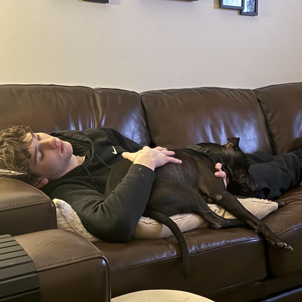 Enlarge Suki, a Adoptable Pit Bull Terrier in Washington, DC image 5/5