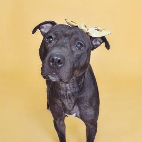 Suki, Adoptable, Adult Female Pit Bull Terrier.
