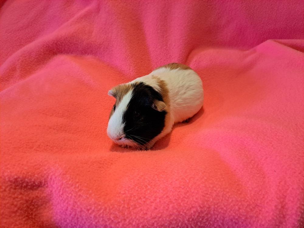 Chanel and Prada, Adoptable, Adult Female Guinea Pig & Guinea Pig.