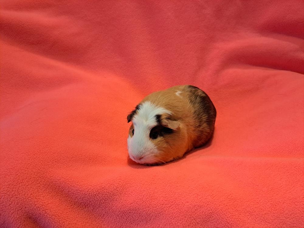 Enlarge Chanel and Prada, a Adoptable mixed breed in South Bend, IN image 2/5