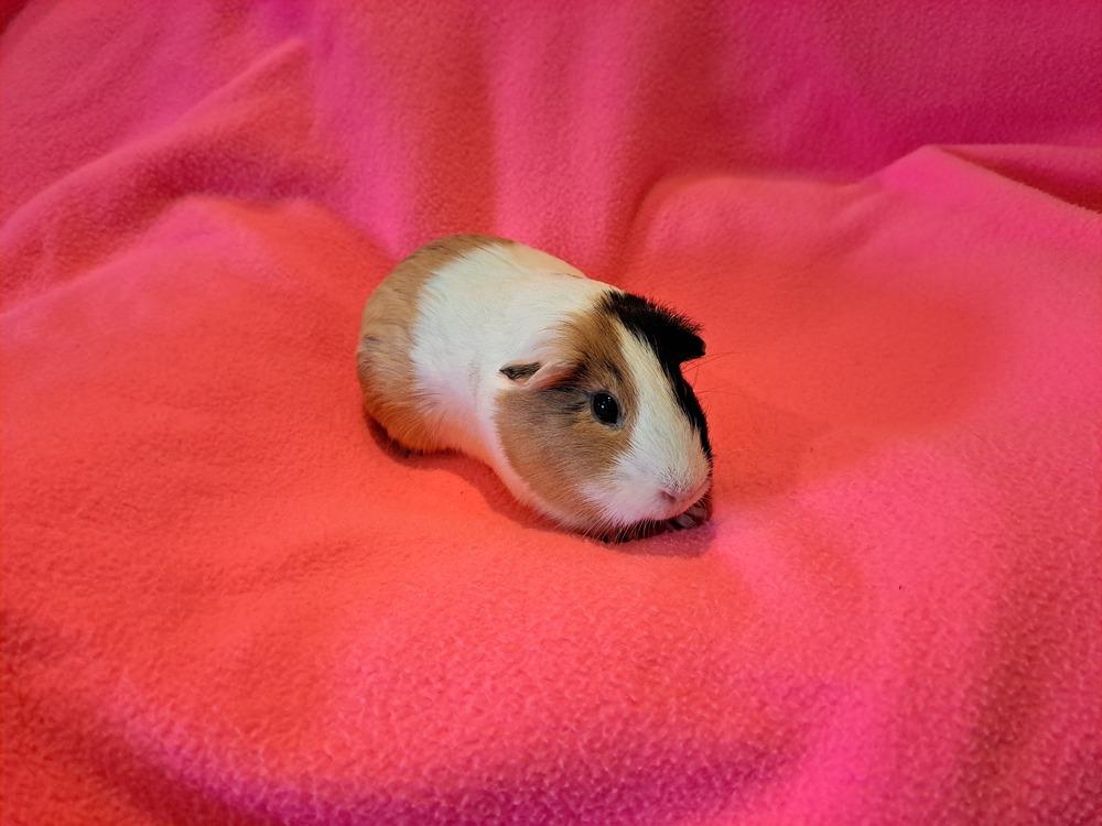 Enlarge Chanel and Prada, a Adoptable mixed breed in South Bend, IN image 3/5