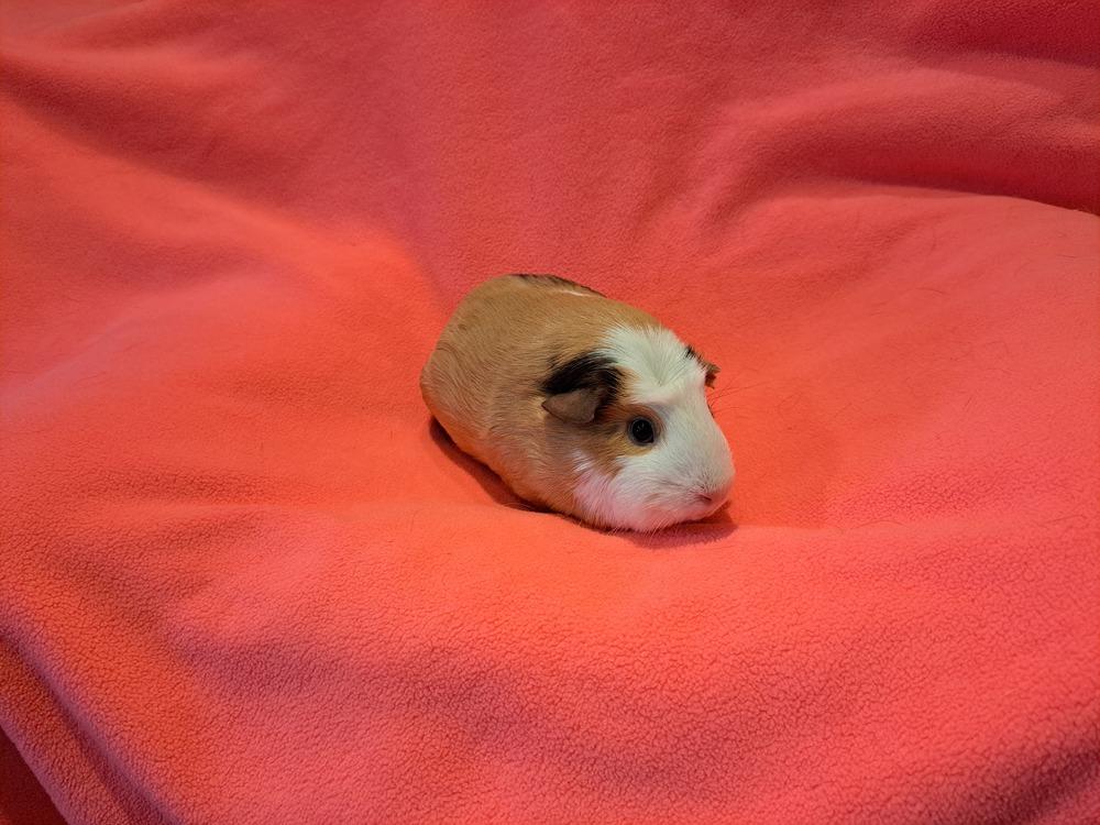 Enlarge Chanel and Prada, a Adoptable mixed breed in South Bend, IN image 4/5