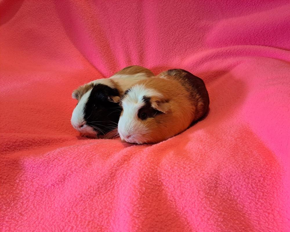 Enlarge Chanel and Prada, a Adoptable mixed breed in South Bend, IN image 5/5