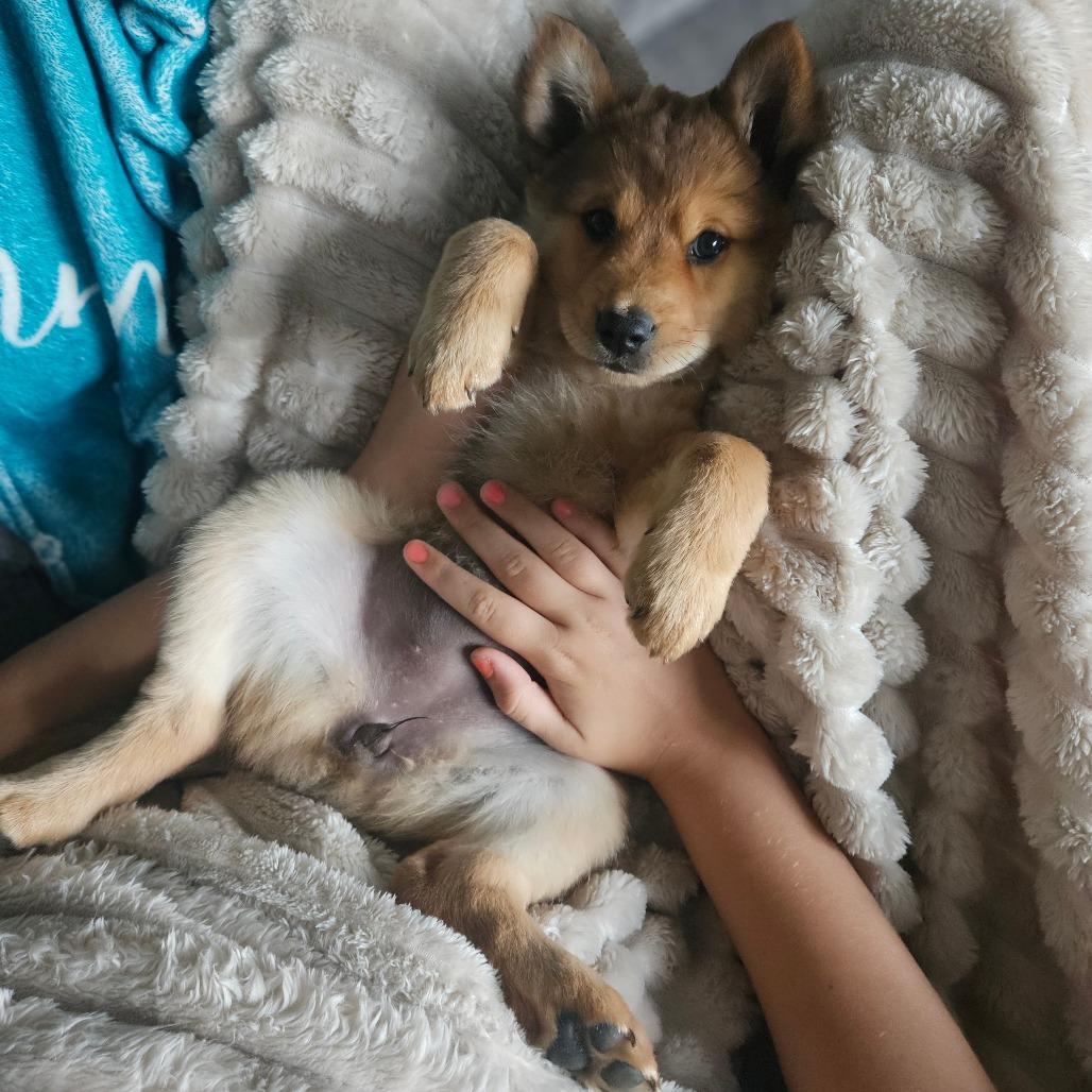 Julia, a Adoptable mixed breed in Tomah, WI image 1/2