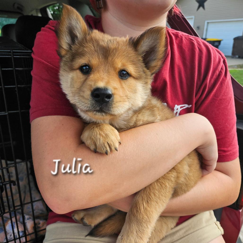 Julia, a Adoptable mixed breed in Tomah, WI image 2/2