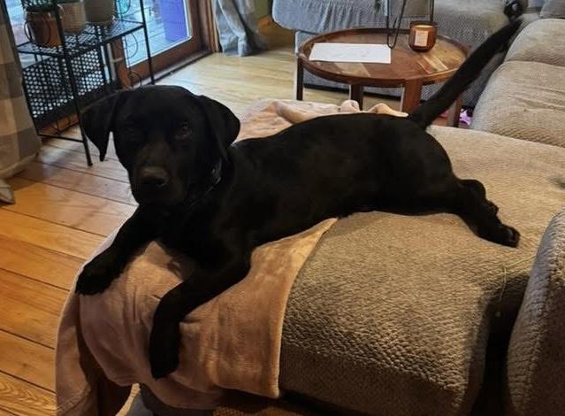 Enlarge Trolli, an adopted mixed breed in Brooks, ME image 2/2