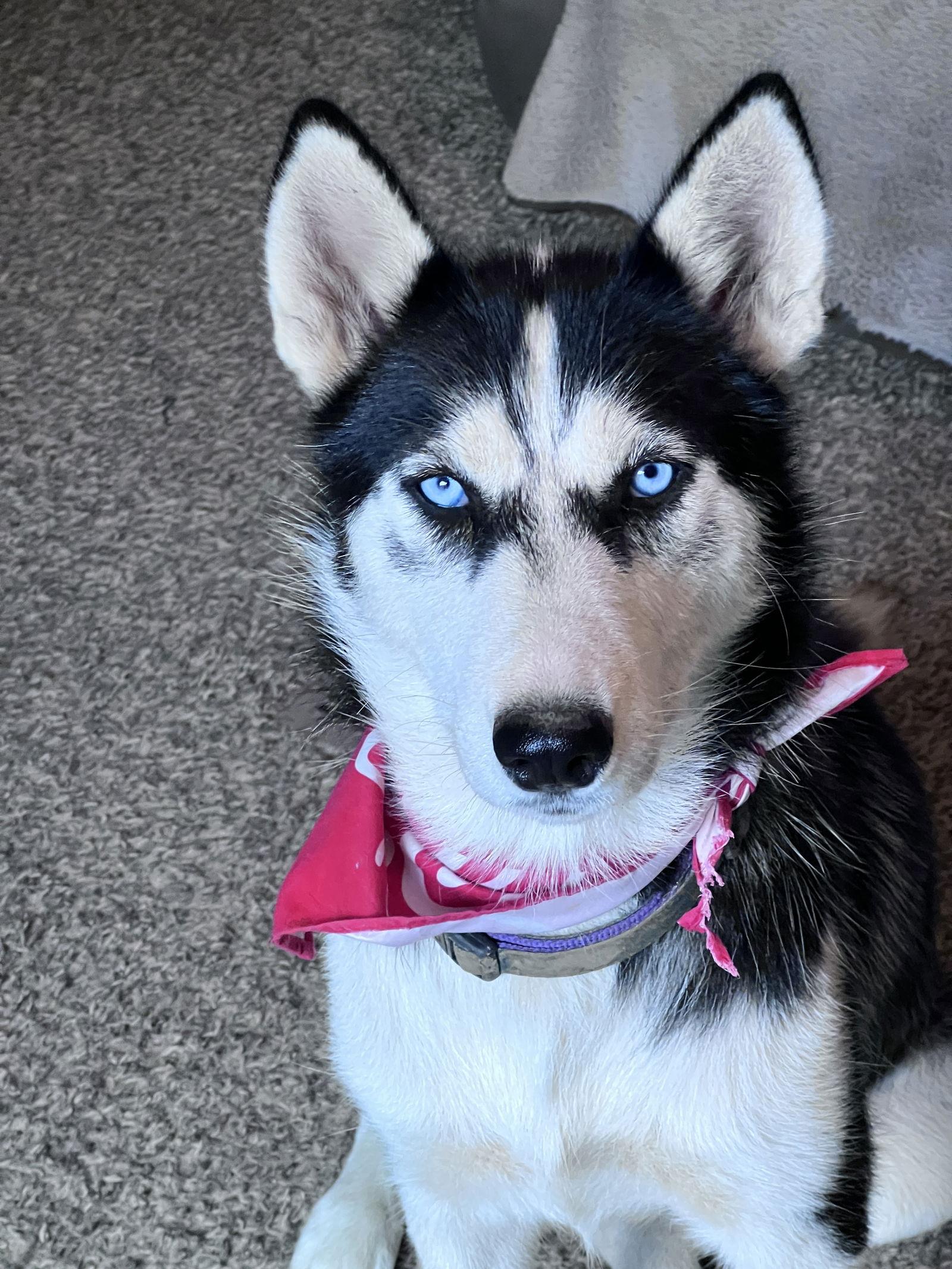 Enlarge Clover, a Adopted Siberian Husky in Crossville, AL image 1/3