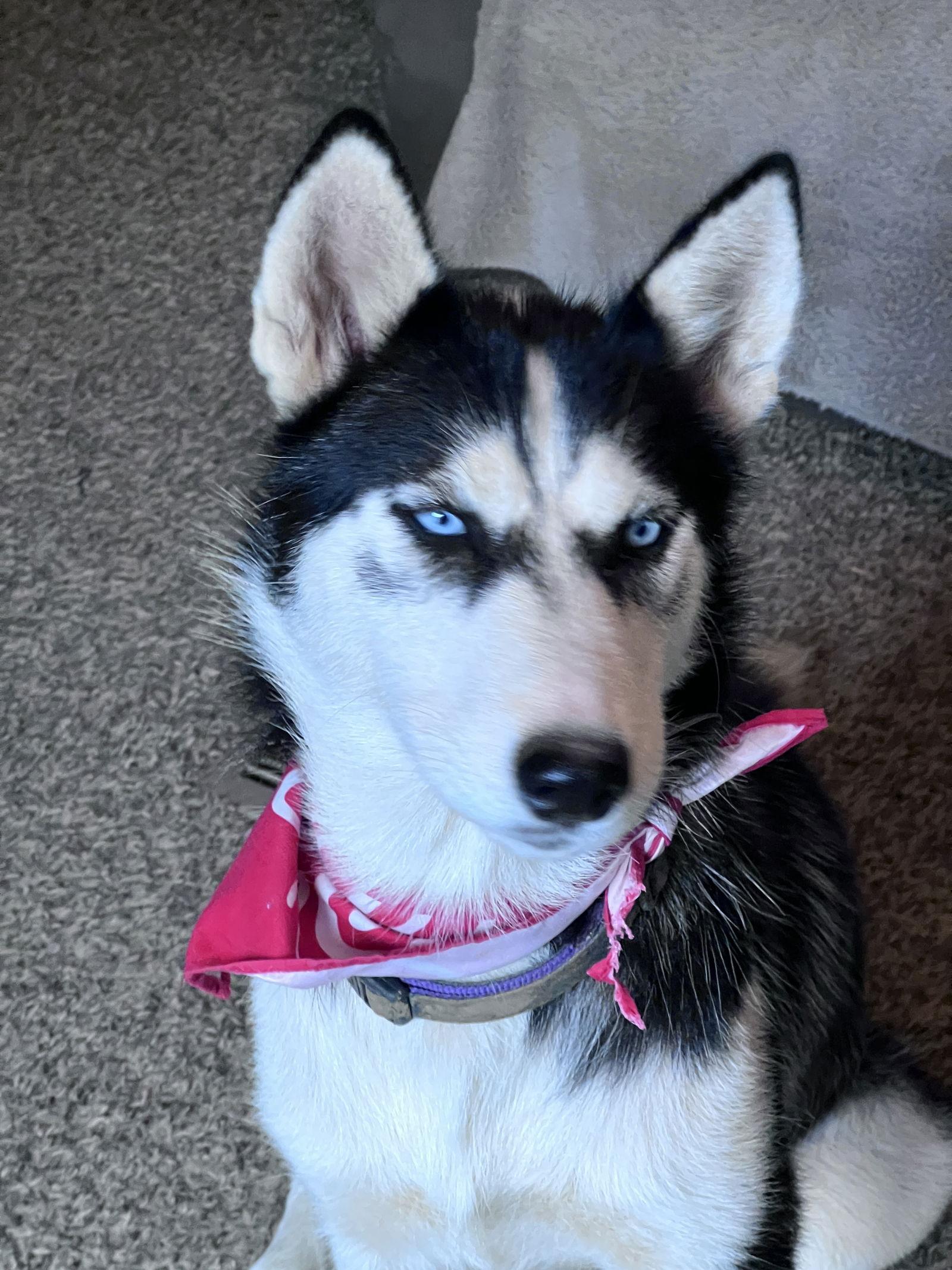 Enlarge Clover, a Adopted Siberian Husky in Crossville, AL image 2/3