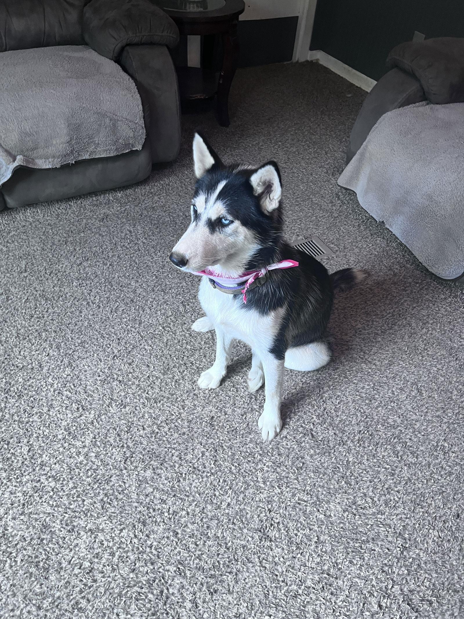 Clover, Adopted, Young Female Siberian Husky.