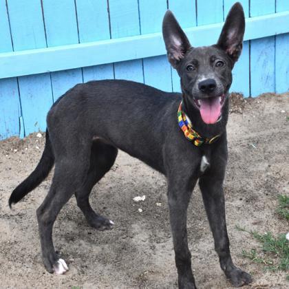 Storm, an adoptable mixed breed in Inverness, FL image 2/2