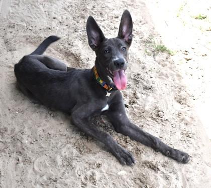 Storm, adoptable, Young Female Whippet & Greyhound.
