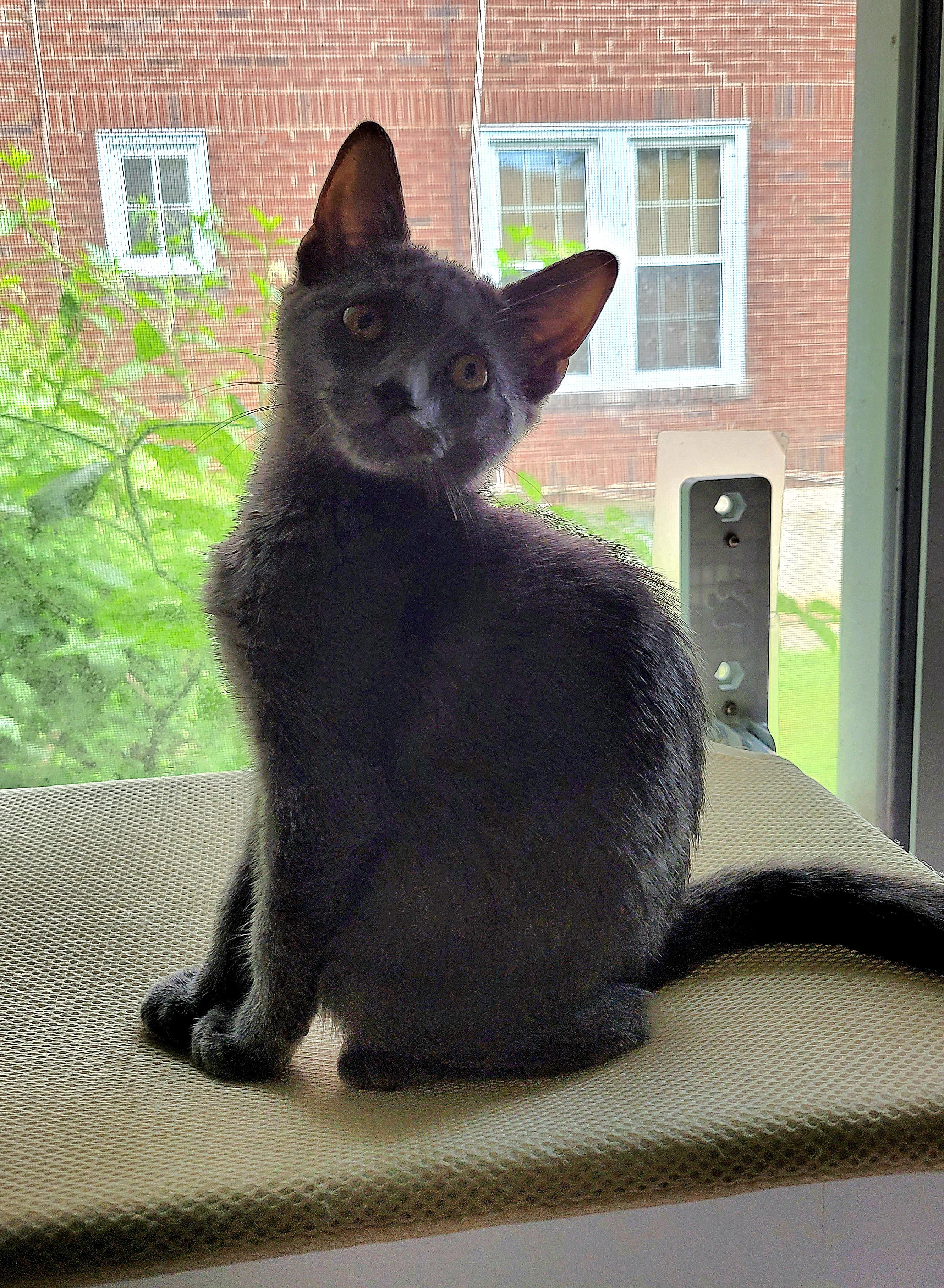 Ginko, Baby Female Domestic Short Hair