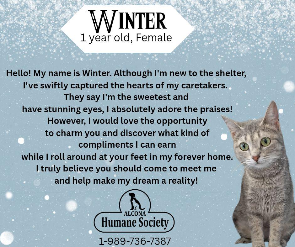 Enlarge Winter, a ADOPTABLE Domestic Short Hair in Lincoln, MI image 1/1