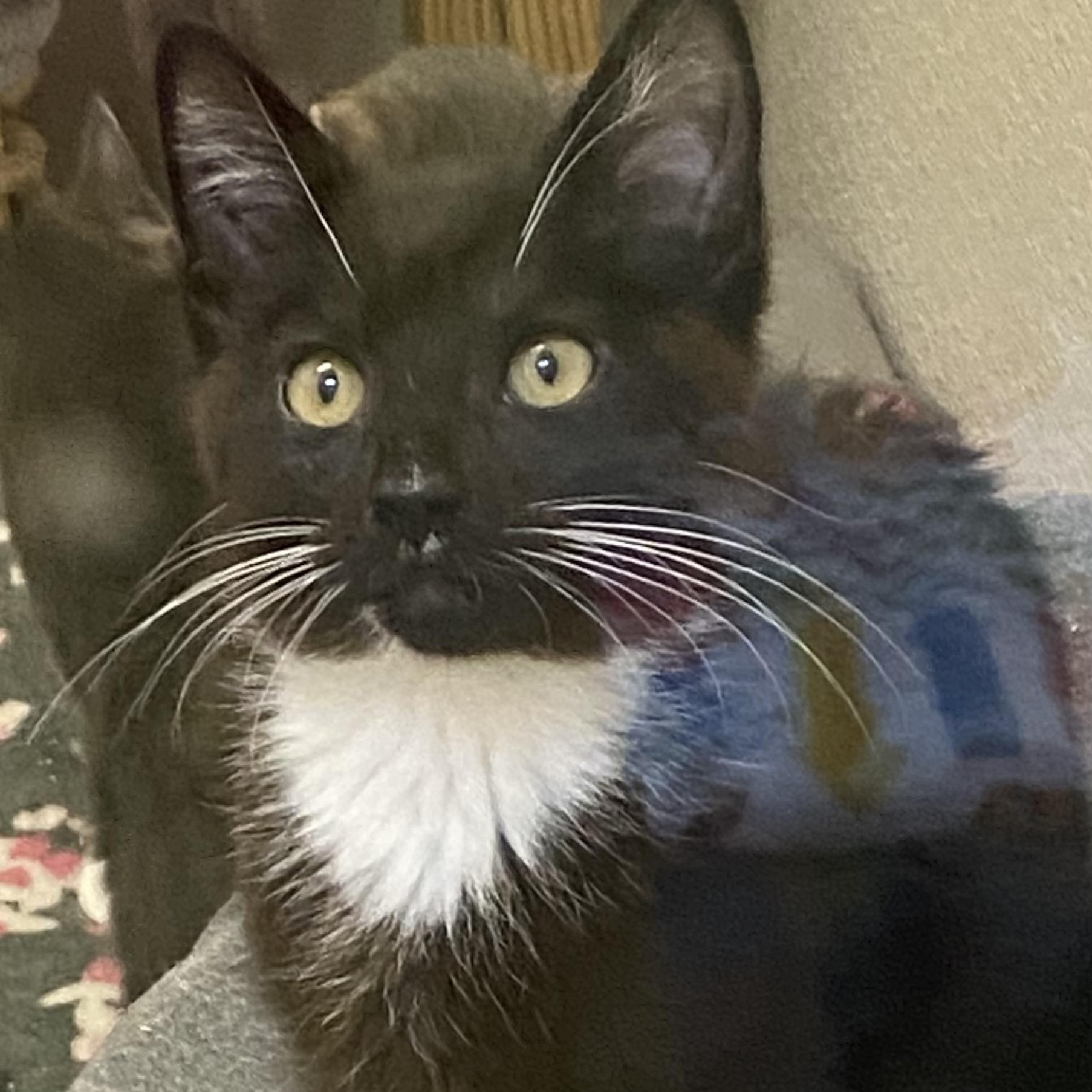 Enlarge Sratego, a Adoptable mixed breed in Stanwood, WA image 2/2