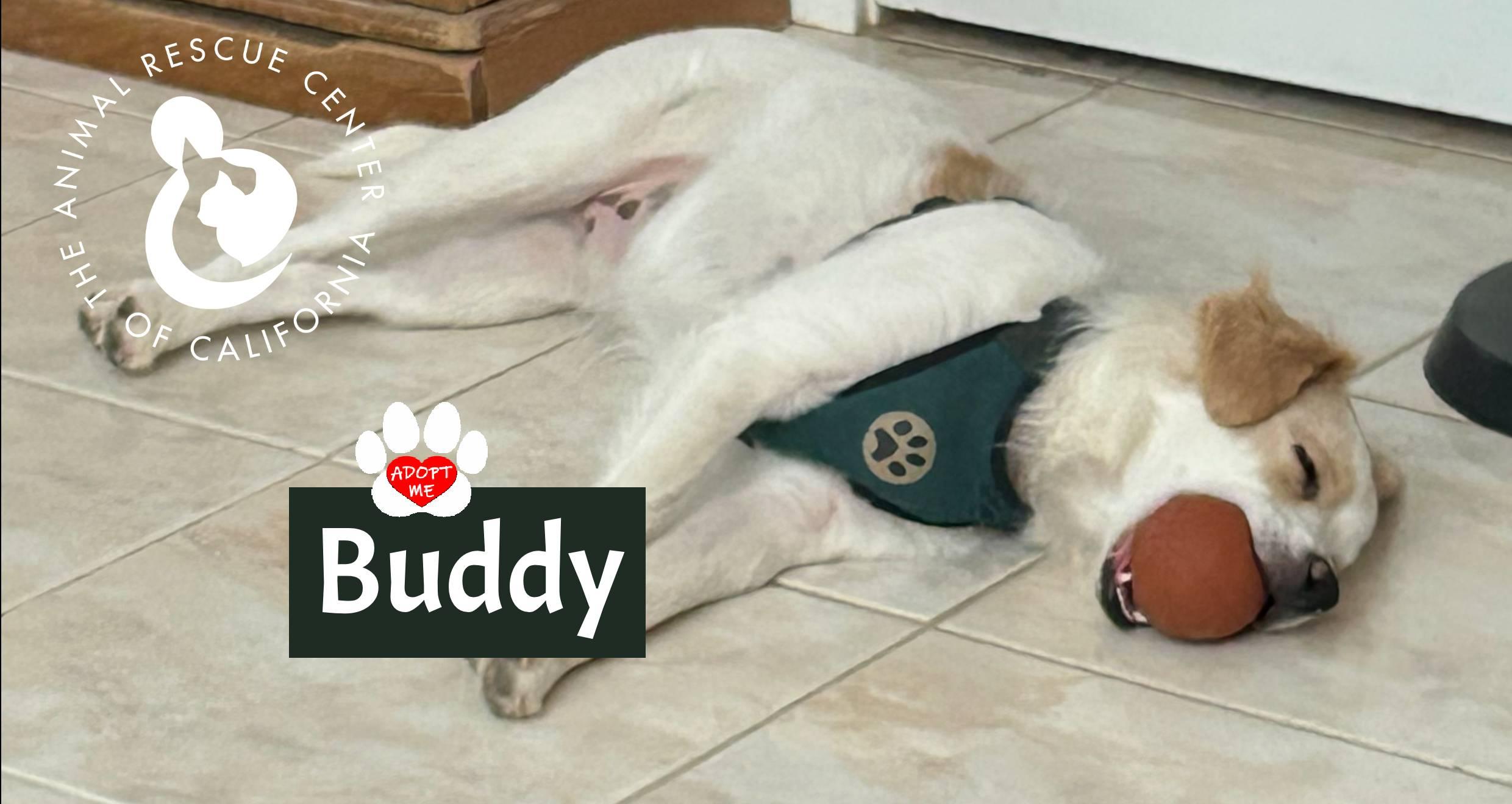 Enlarge Buddy, a Adoptable mixed breed in Coachella, CA image 6/6