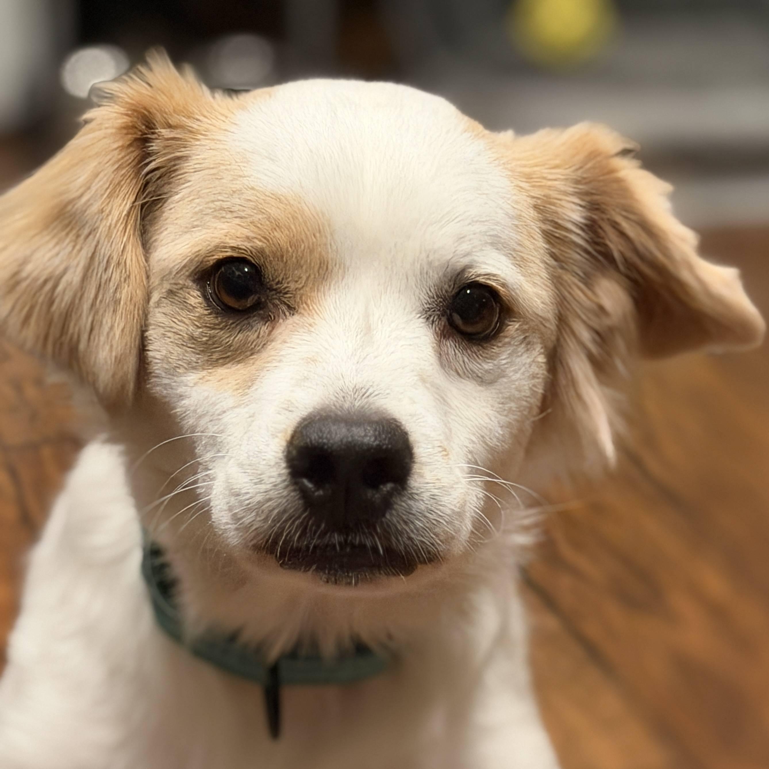 Enlarge Buddy, a Adoptable mixed breed in Coachella, CA image 2/6