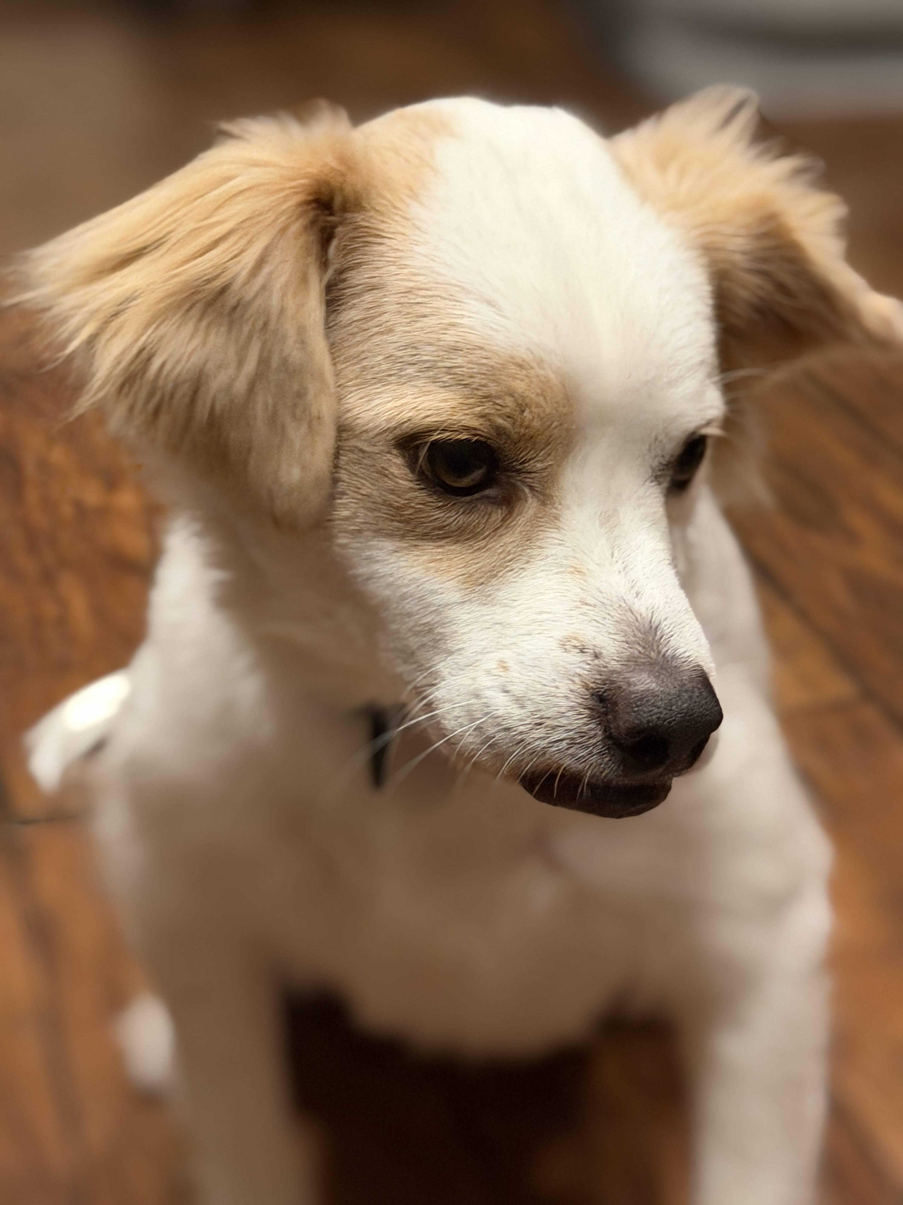 Enlarge Buddy, a Adoptable mixed breed in Coachella, CA image 4/6