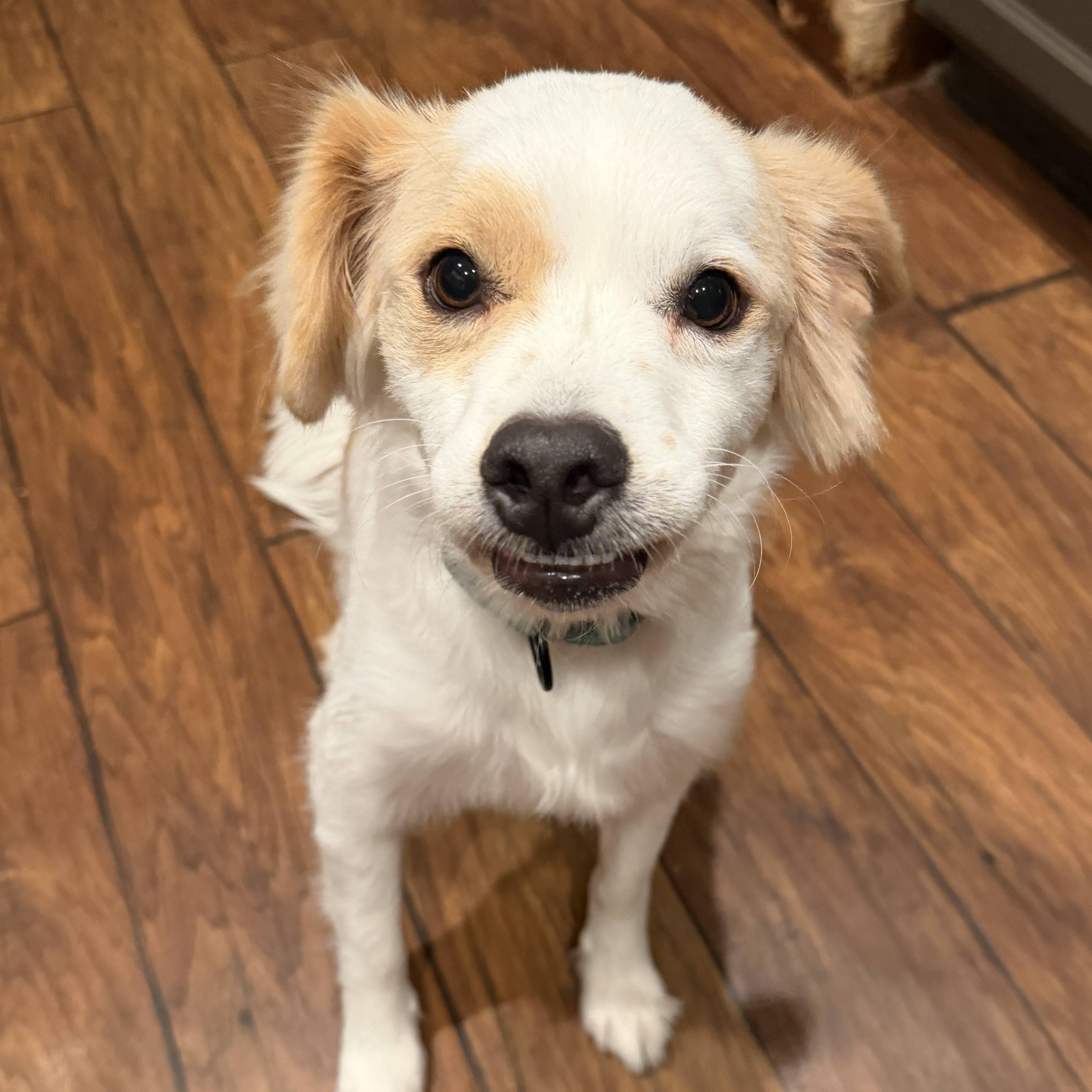 Enlarge Buddy, a Adoptable mixed breed in Coachella, CA image 3/6