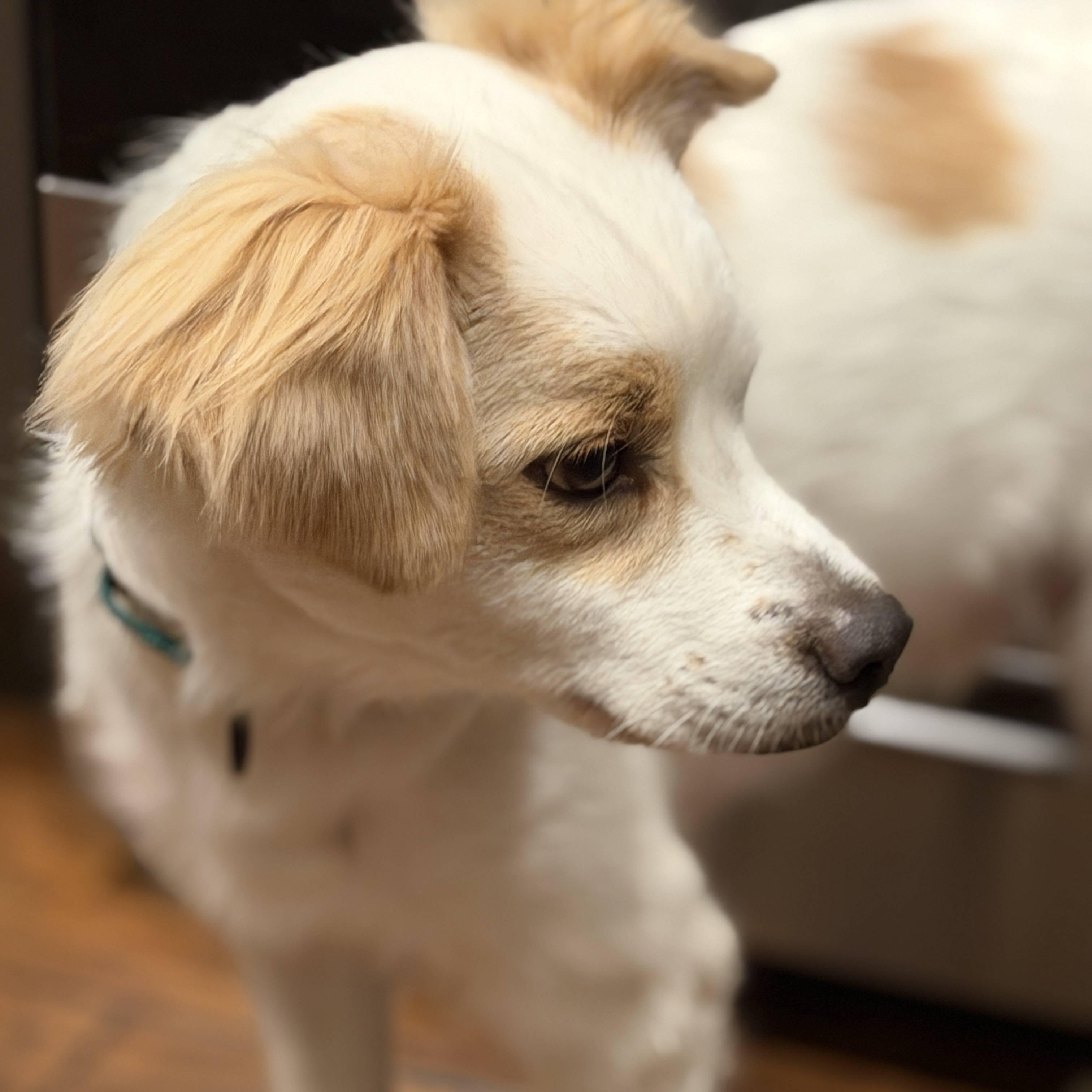 Buddy, Adoptable, Adult Male Spaniel & Chihuahua.