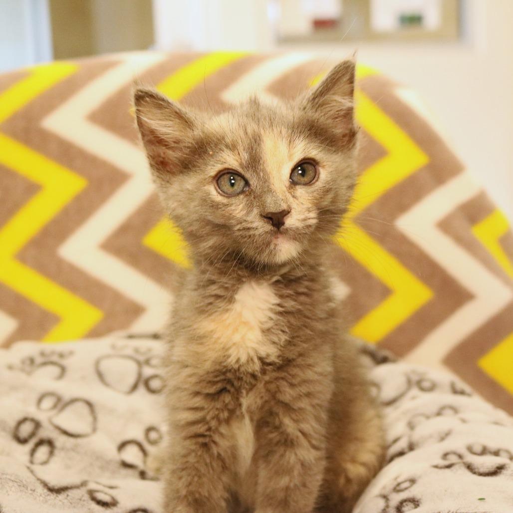 Enlarge Peach (26-1K-4), a Adoptable Domestic Short Hair in Rifle, CO image 1/5