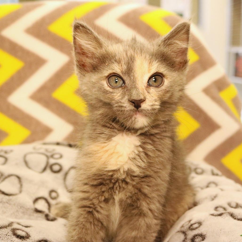 Enlarge Peach (26-1K-4), a Adoptable Domestic Short Hair in Rifle, CO image 2/5