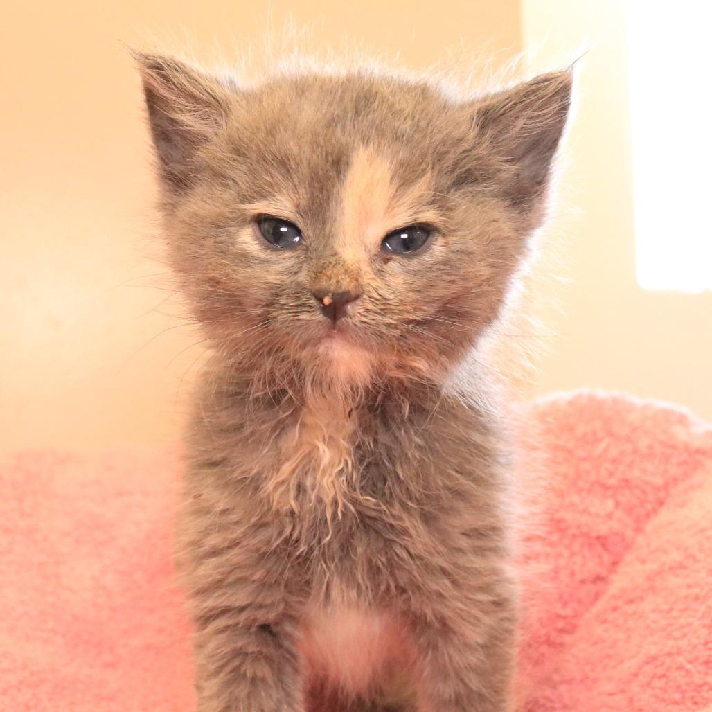 Enlarge Peach (26-1K-4), a Adoptable Domestic Short Hair in Rifle, CO image 3/5