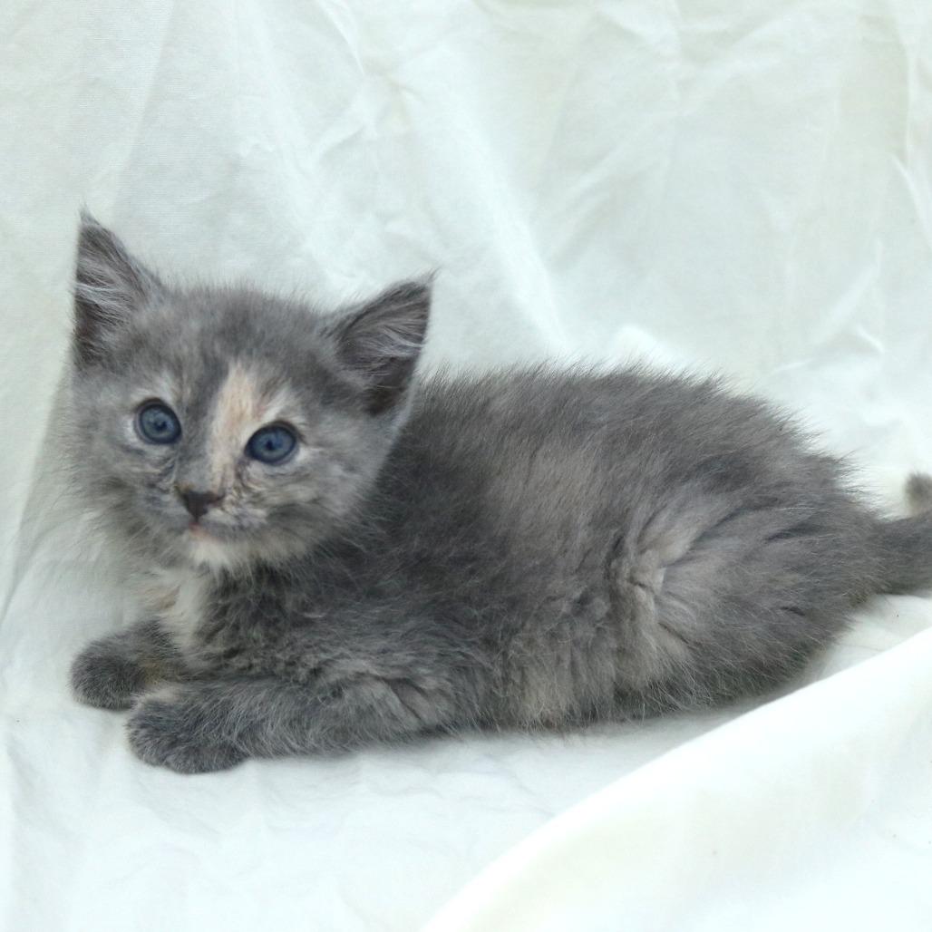 Enlarge Peach (26-1K-4), a Adoptable Domestic Short Hair in Rifle, CO image 4/5