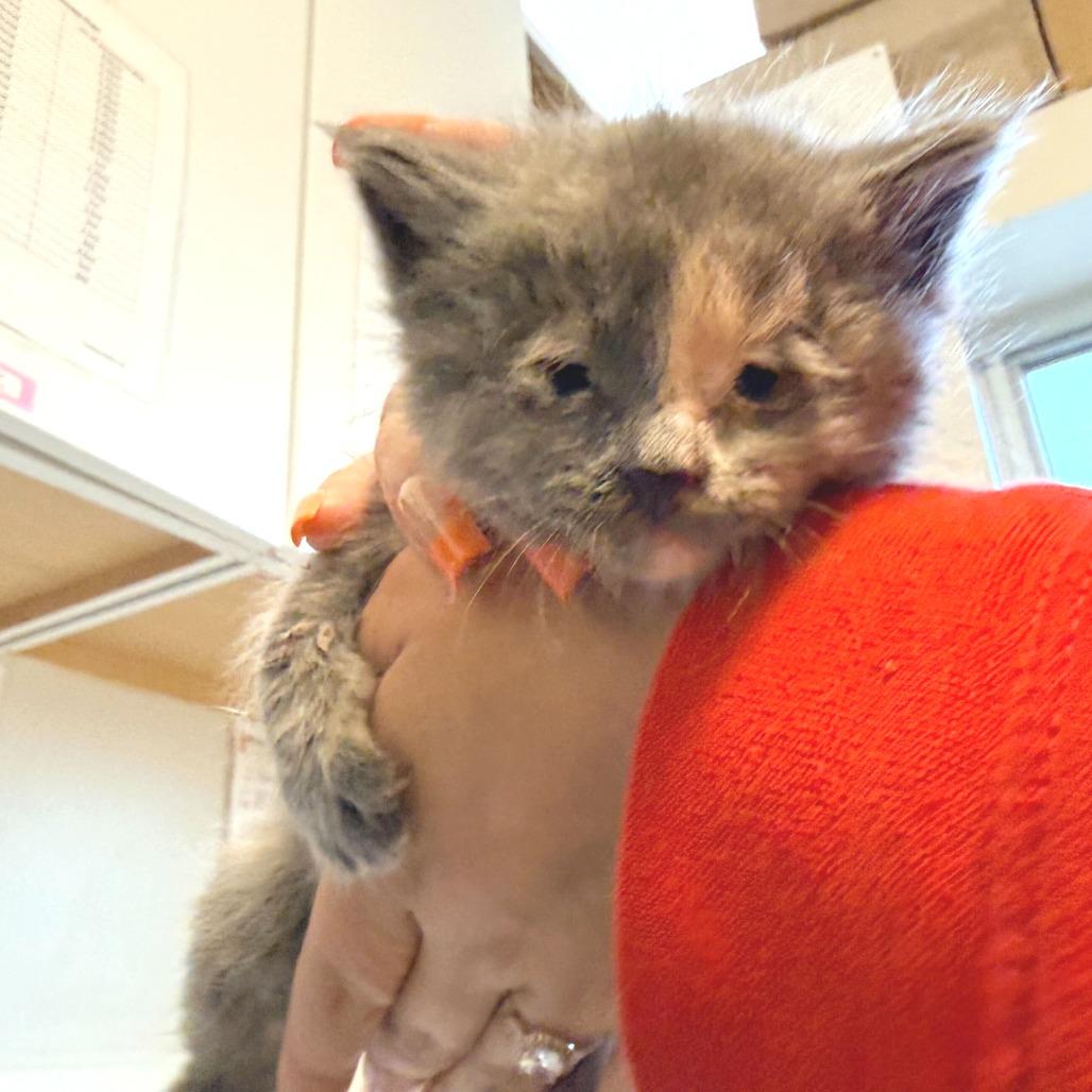 Enlarge Peach (26-1K-4), a Adoptable Domestic Short Hair in Rifle, CO image 5/5