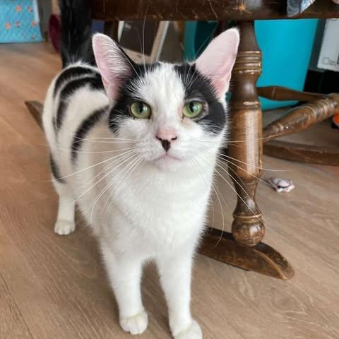 Enlarge Theia, a Adoptable Domestic Short Hair in Fulton, NY image 4/4