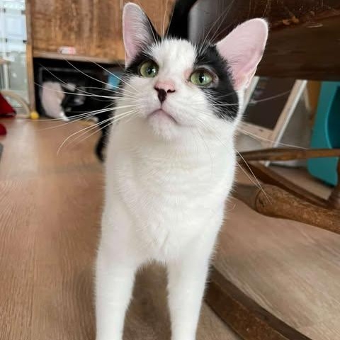 Enlarge Theia, a Adoptable Domestic Short Hair in Fulton, NY image 2/4