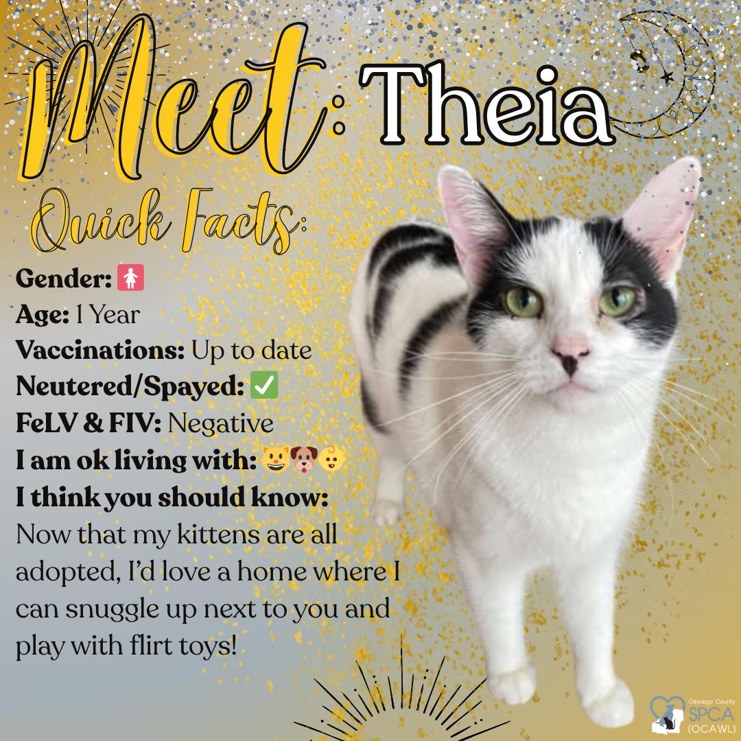 Enlarge Theia, a Adoptable Domestic Short Hair in Fulton, NY image 1/4
