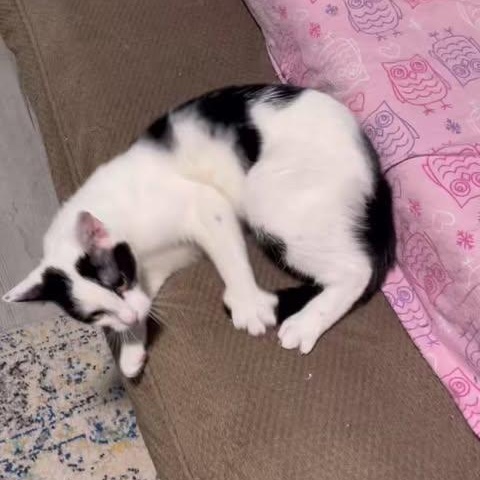 Enlarge Theia, a Adoptable Domestic Short Hair in Fulton, NY image 3/4