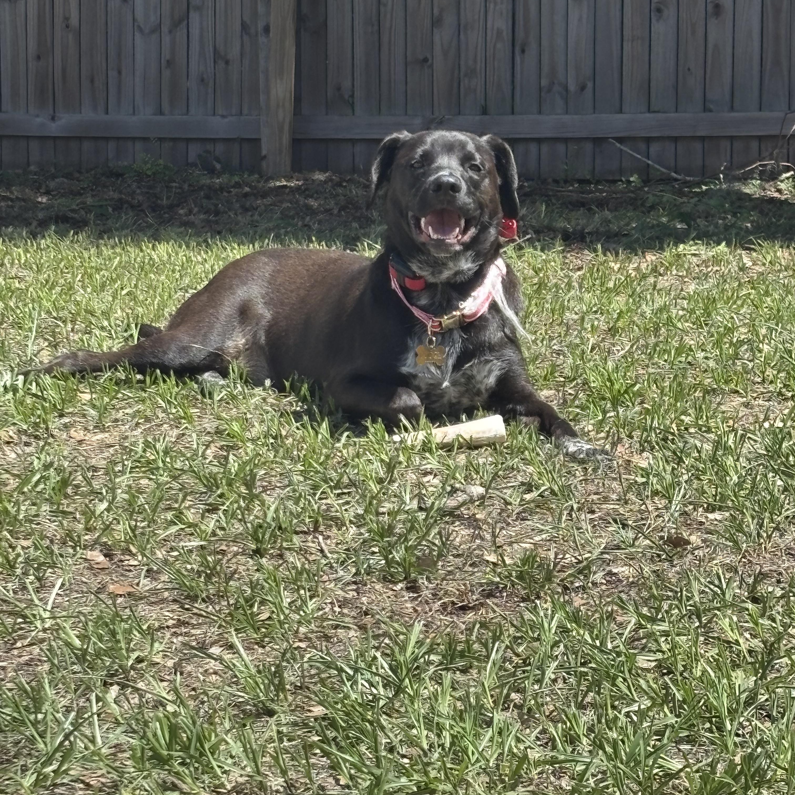 Enlarge Fudge, a Adoptable mixed breed in Port Saint Lucie, FL image 2/6