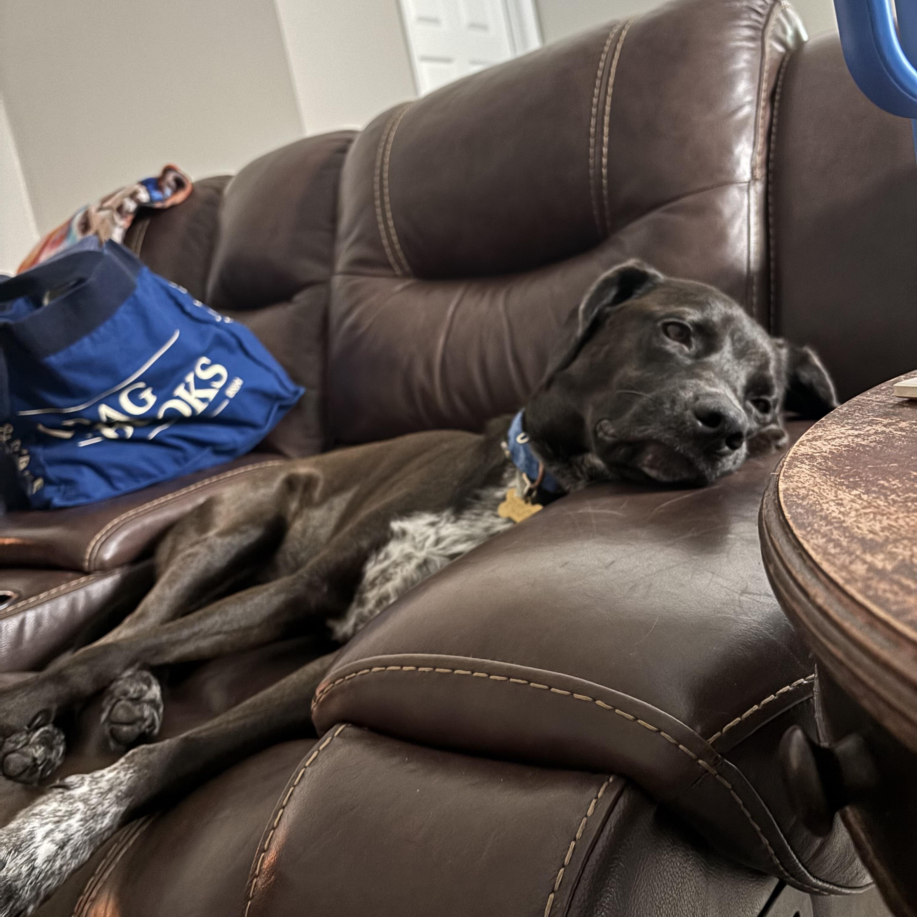 Enlarge Fudge, a Adoptable mixed breed in Port Saint Lucie, FL image 5/6