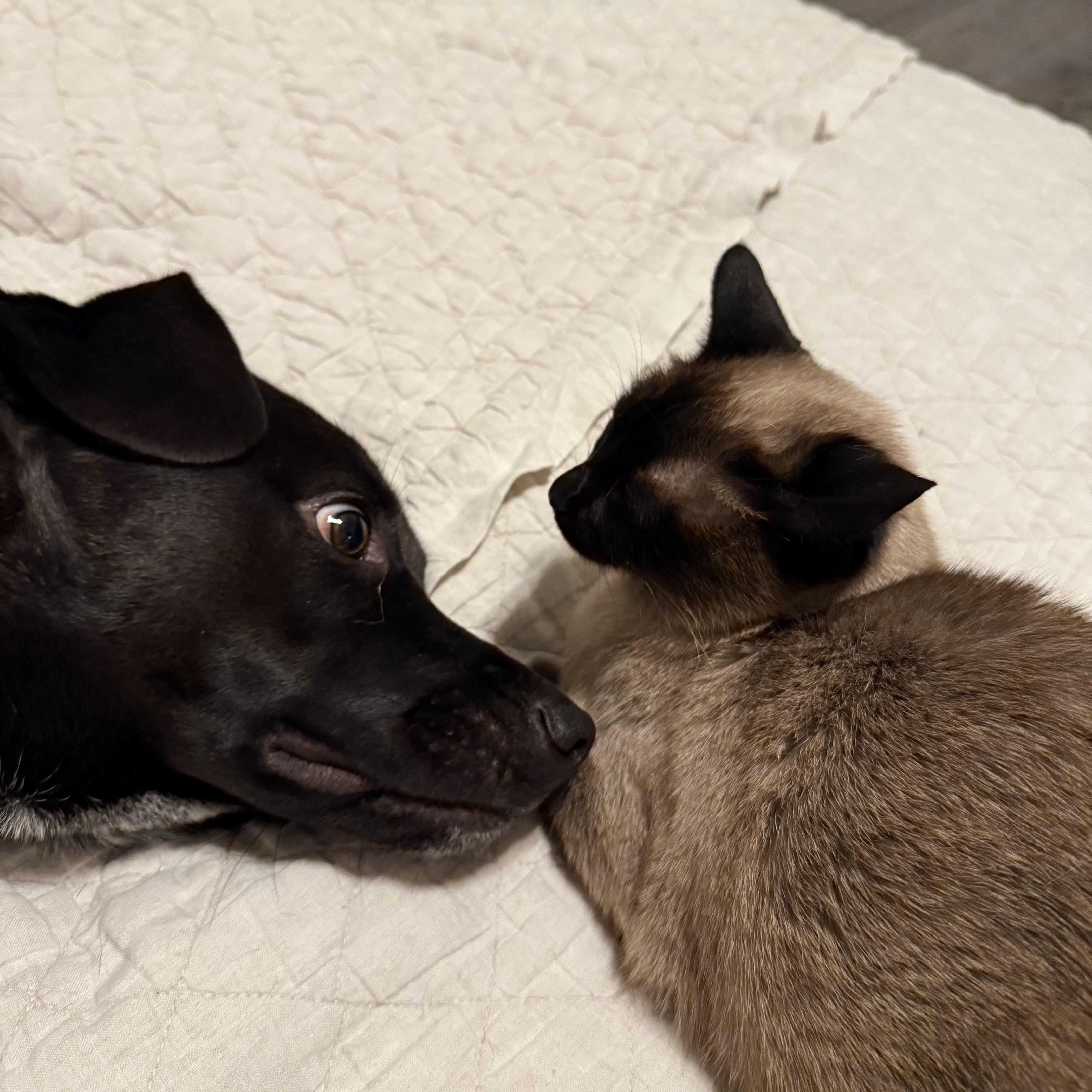 Enlarge Fudge, a Adoptable mixed breed in Port Saint Lucie, FL image 3/6